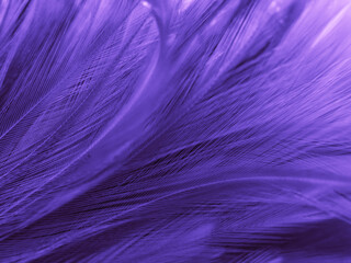 Beautiful abstract purple feathers on white background, black feather texture on dark pattern and purple background, colorful feather wallpaper, love theme, valentines day, dark texture