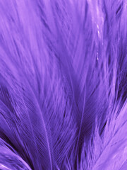 Beautiful abstract purple feathers on white background, black feather texture on dark pattern and purple background, colorful feather wallpaper, love theme, valentines day, dark texture