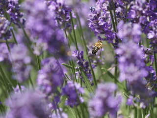 A Bee in a lavender Blossom
Eine Biene in Lavendelblüten