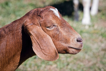 Close Up of the Head of a Goat