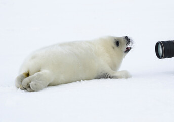 Fototapeta premium Newborn seal. Squirrel seal. White fluffy harp seal 