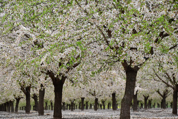 
Árboles de flor de almendro en primavera