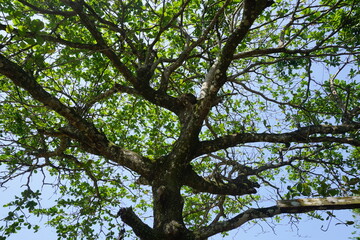 brazilian nature