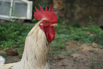 handsome rooster