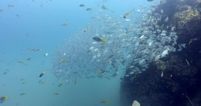Large school of jackfish gathering in ball by rocks in clear blue water, panorama 4k Shoot