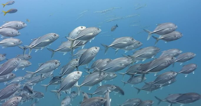 A school of jack fish swimming in front of barracuda group with distance, steady 4K shoot