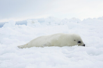 Fototapeta na wymiar Newborn seal. Squirrel seal. White fluffy harp seal 