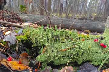 Tiny forest lichen also known as Cladonia fimbriata are growing on bark of tree.Symbionts as proof of healthy wood.