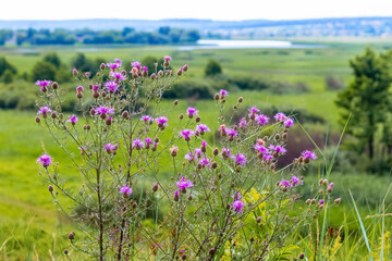 Thistle thickets in the meadow during flowering