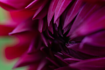 Macro photo of soft red dahlia flower blossoming at summertime