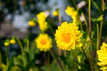 Yellow dahlias in the garden on a sunny day