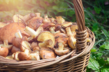 Close up view of wild freshly picked from forest butter mushrooms also called as suillus. Unpeeled vegetarian raw mushroom harvest