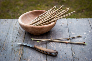 Grafting knife and hazel cuttings in wooden bowl ready for planting