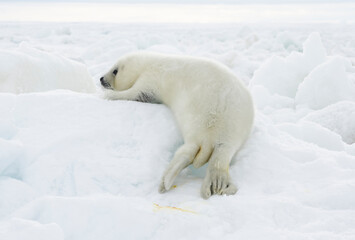 Plakat Newborn seal. Squirrel seal. White fluffy harp seal 