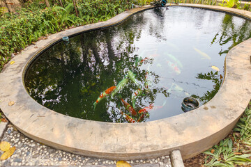 koi fish in the garden pond