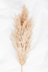 pampas grass branch on white background. natural background. minimal, stylish concept. new trendy...