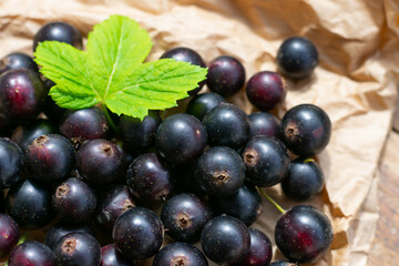 Harvest of black currrants, garden seasonal berries as source of vitamin C