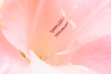 Fototapeta na wymiar Floral backdrop made of macro close up delicate gladiolus pink and yellow gradient colored flower with pistils, flower macro photo