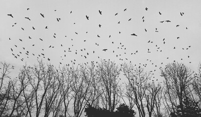 Melancholy image of flock of birds over empty streets