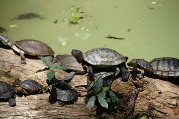 Obraz premium turtle on the rocks