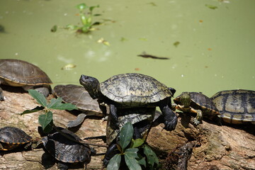 Fototapeta premium turtle on the rock