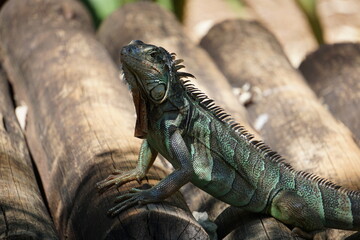 handsome iguana