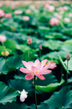 Lotus flower in pond