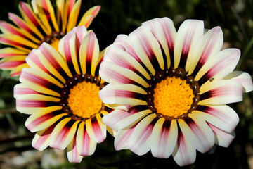 Colorful white and pink Gazania flower in the garden in spring