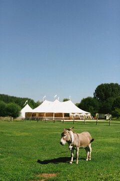 donkey wearing white bow for wedding. Wedding tent in the background