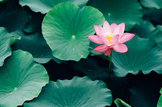 Lotus flower in pond