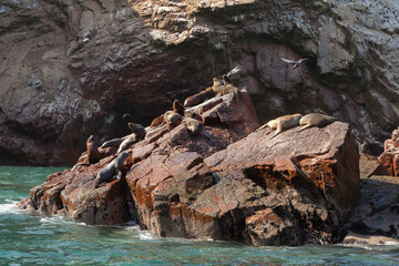 Seals and sea lions, sunbathing peacefully in the Ballestas Islands, within the protected area of the Paracas national reserve, north coast of the Paracas peninsula, Pisco, department of Ica, Peru.