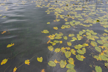 yellow leaves on water