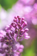 Obraz premium Vertical soft focus floral background. Lilac flowers on blurred background with bokeh effect.