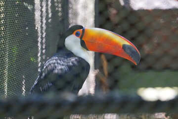 caged tucan