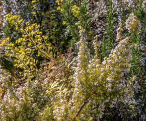 Plantes fleuries dans un jardin