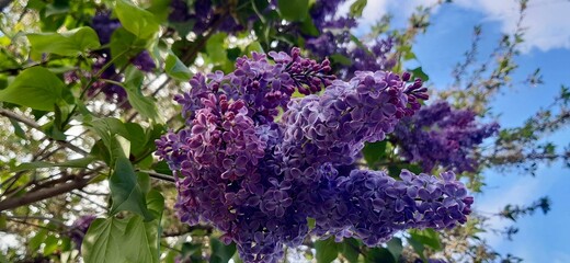 Spring lilac flowers. Close up photo of violet lilac branches on blue sky