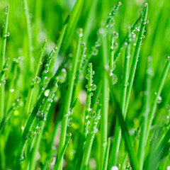 Fototapeta na wymiar Square format extremely close up view of shining clear water drops on bright thin green grass leaves. Botanical layout for text