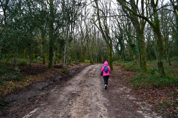 Obraz premium Veduta della foresta Fiorentini