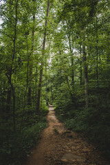 path in the forest