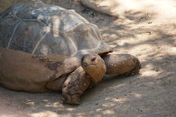 turtle on the sand