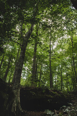 Obraz premium green forest in the morning