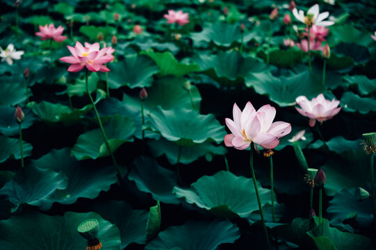 Lotus flower in pond