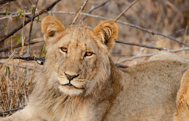 Lion Cub in the African Bush