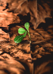 A sapling growing through brown decaying leaves towards the light
