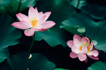 Lotus flower in pond