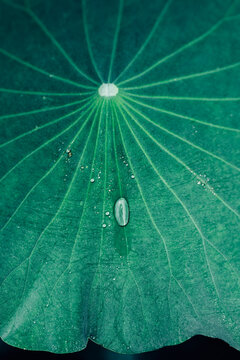 Lily pad with dew on it