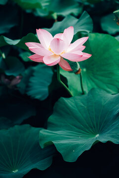Lotus flower in pond