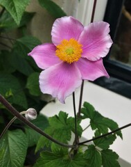  Japanese anemone flower, springtime, soon