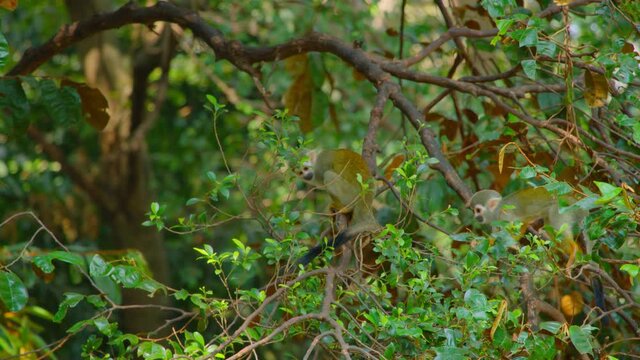 marmoset monkey sitting on a branch