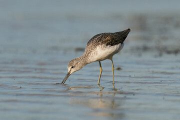 Common greenshank (Tringa nebularia)